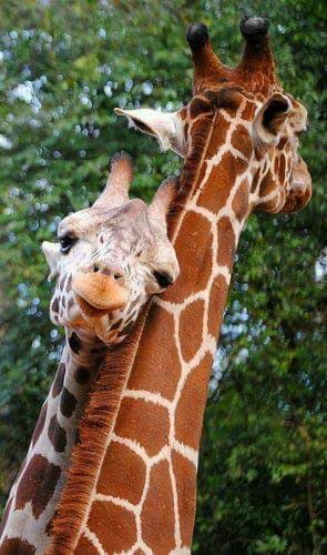 dgcvictor's tweet photo. Good morning. 🕊️🍂🕊️🍂
“There is no cosmetic for beauty like happiness.” #quotes #MariaMitchell
Have a fabulous and happy Tuesday my friends. Take care. ☺️☕️🥐🧀🍑🍂🕊️🐿️🐇🦒🪿🌺🍂🌼🍂💛🧡 https://t.co/qBpnNKOlIR