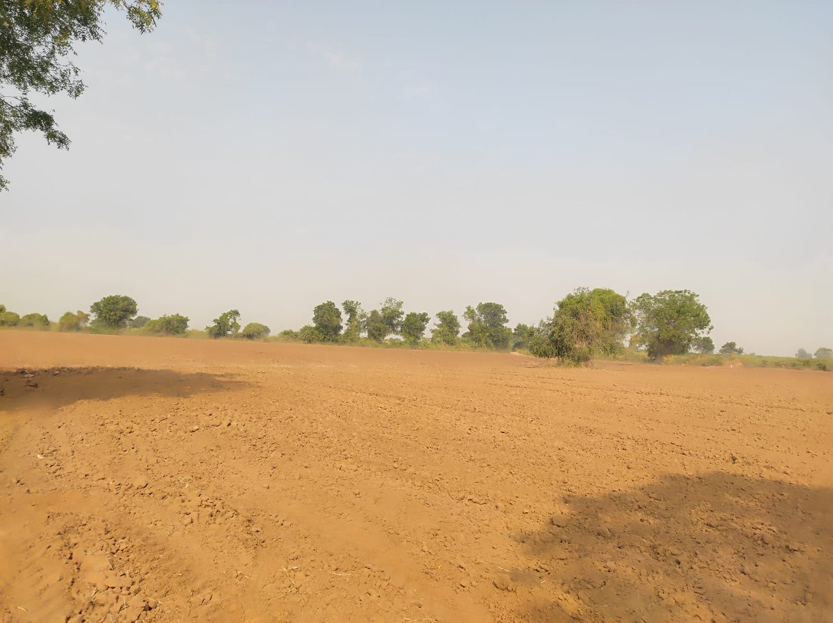 मौसम के निशाने पर गुजरात के कच्छ में जीरे की फसल 
कच्छ में अमूमन 15 अक्तूबर से जीरे की बुवाई शुरू होती है, लेकिन इस बार नवम्बर के पहले हफ़्ते में भी रफ़्तार सुस्त है। इन दिनों कच्छ का तापमान दिन में 37 और रात में 23 तक रहता है, जबकि जीरे के लिए दिन का तापमान 33-34 अनुकूल रहता है।