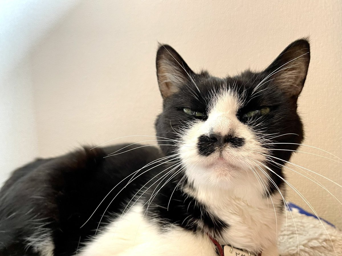 19年半、一緒に暮らした愛猫のピゲが旅立ってしまいました。つい1ヶ月前脚に腫瘍が見つかり。手を尽くし、最期の夜は手を握りながら看取りました。
どれだけ彼女が私の人生に彩りや幸せをくれていたか居なくなって初めて知り、何度もどうしようもなく涙が溢れてしまうけど。また会う日まで、安らかに。