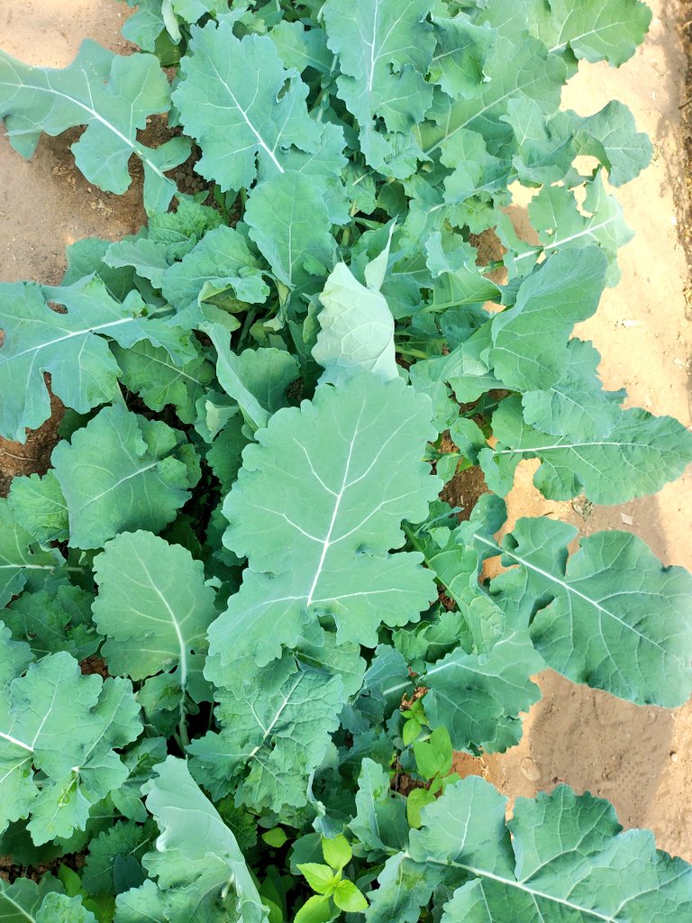 <a href="/WendyMadzura/">Wendy Matashu Madzura</a> <a href="/SeedCoVegZim/">Seed Co Vegetables Zim</a> Rape Rampart has good taste. Going into this summer season, grow this crop and sell. The money will assist in many ways that include pestcides and fungicide procurement. Piece jobs payment. Cash flow is hard when reaping tobacco <a href="/agribusiness110/">agribusiness1. Wadzanai Manyore</a>