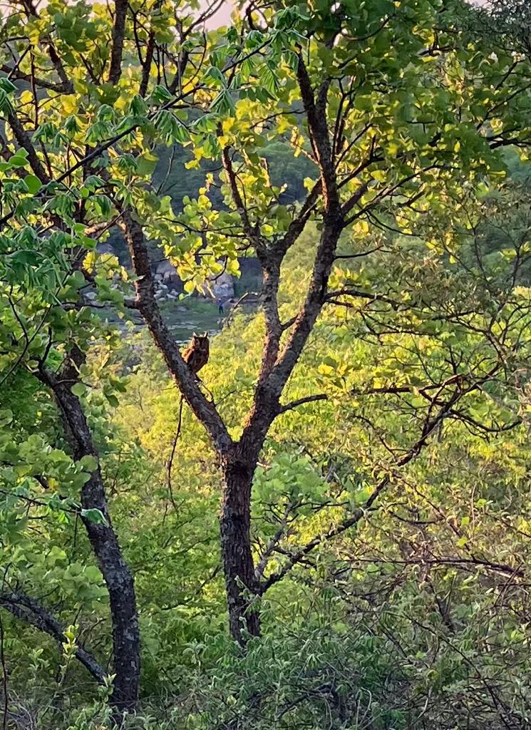 Hillside Dams (@hillsidedams) on Twitter photo ๐ฆ A resident Spotted Eagle Owl perched on a tree at the <a href="/HillsideDams/">Hillside Dams</a> ๐ฟโจ Take a strawl on one of our scenic walking trails and witness the beauty of nature up close. Come and explore the wonders of the conservancy, you never know what enchanting creatures you might encounter! ๐ฆ A resident Spotted Eagle Owl perched on a tree at the <a href="/HillsideDams/">Hillside Dams</a> ๐ฟโจ Take a strawl on one of our scenic walking trails and witness the beauty of nature up close. Come and explore the wonders of the conservancy, you never know what enchanting creatures you might encounter!