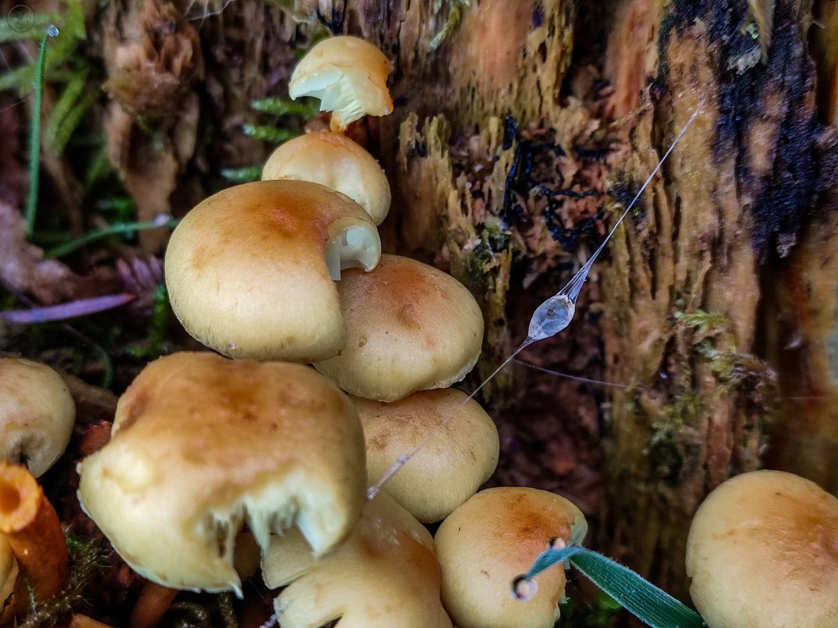 Mushrooms at Cogra Moss

#mushroomhunt #fungusphotography #mushrooms_of_our_world  #fantasticfungi #wildmushroom  #fungi_fan_club #mushroomphotos #mushroom #mushroomart #mushroomhunting #mushroomspotting  #fungilove #mycophile #fungi #funghi #fungifanatic #mushrooms