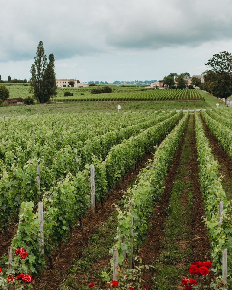 🌍New grape varieties were permitted by Bordeaux Wine Council for appellations in 2020 to tackle #ClimateChange

🍇In the future, you might find the following varietals in your red blends: Arinarnoa, Castets, Marselan &amp; the Portuguese variety of Touriga Nacional!

#Sustainability