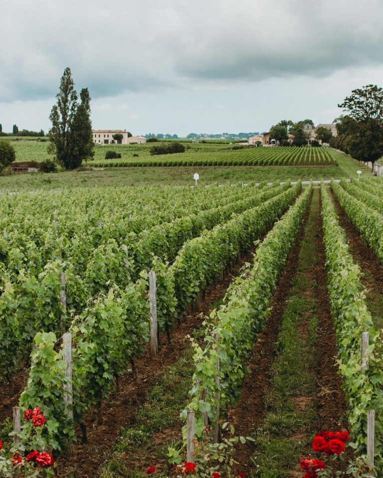 🌍New grape varieties were permitted by Bordeaux Wine Council for appellations in 2020 to tackle #ClimateChange 🍇In the future, you might find the following varietals in your red blends: Arinarnoa, Castets, Marselan & the Portuguese variety of Touriga Nacional! #Sustainability
