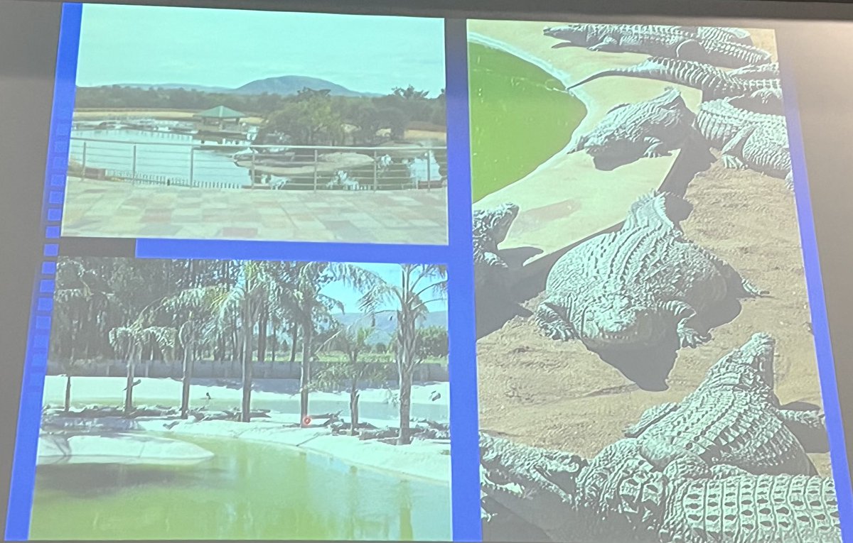 os_iyas's tweet photo. It’s so exciting to learn about behaviour & welfare of Nile crocodile to environmental temperature using drones. Interesting talk by Jan Myburgh at the ISAE Souh African workshop #ISAESA @appliedethology @isaeawa @pfunzo_muvhali @UPTuks https://t.co/etBjxEIt66