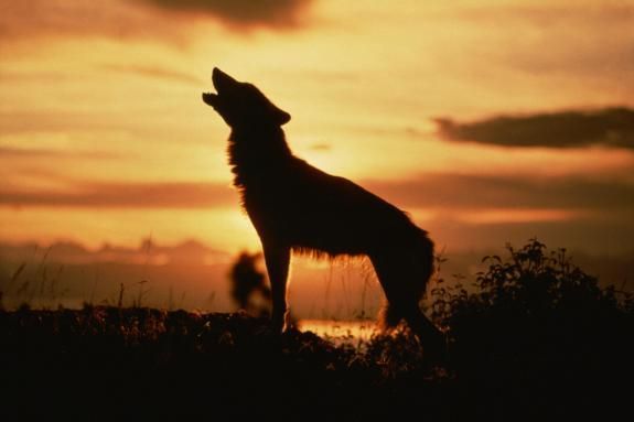 THP_Local's tweet photo. What rare animal sightings have occurred in #Derbyshire? (via @greatbritlife)
https://t.co/WgIdOpNzA3 #Localhistory #Folklore #Localfolklore https://t.co/5UdV9cfoWI