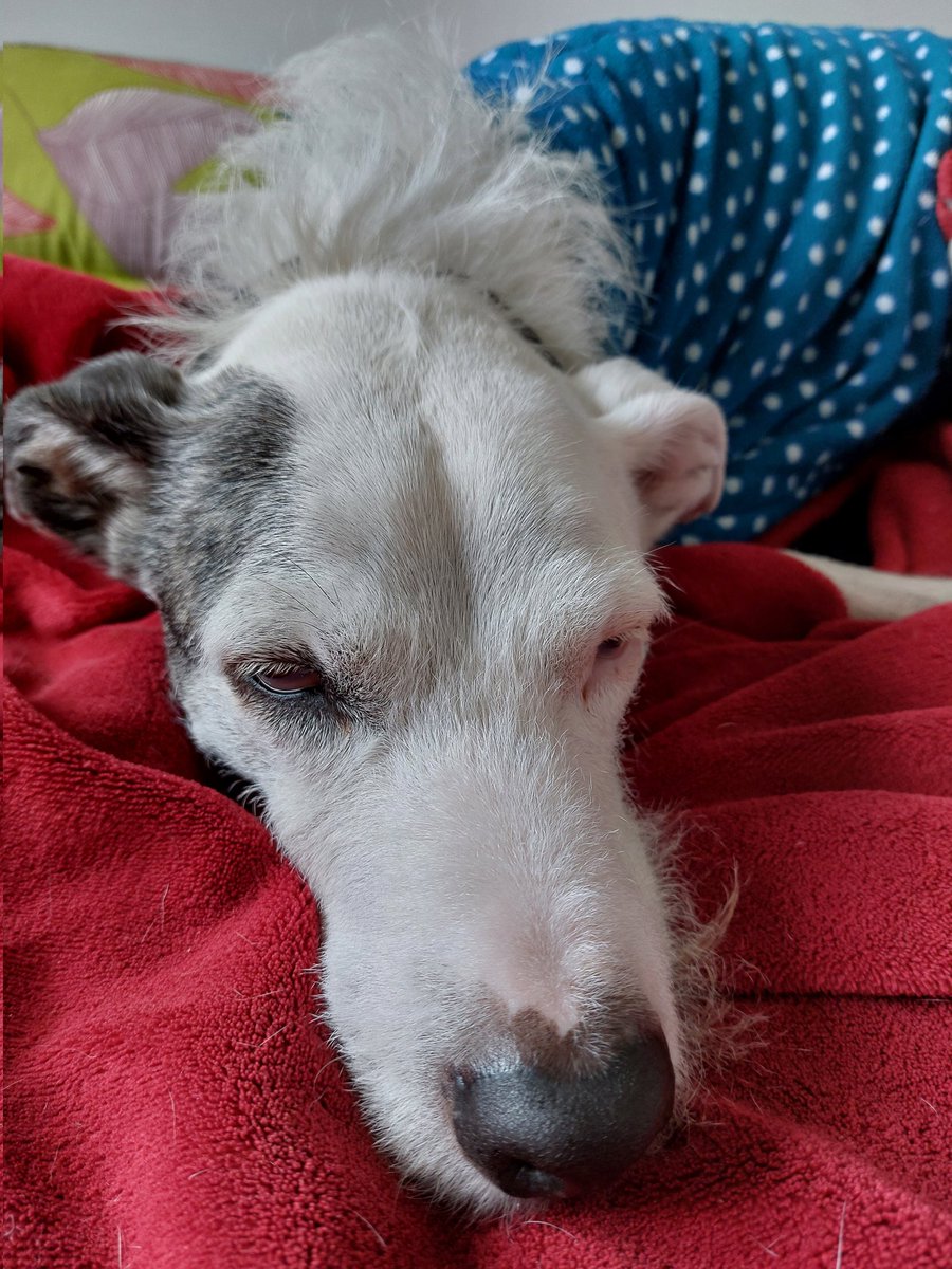 Museum_Rachel's tweet photo. Someone has just woken up after the last conference session #Museums2023 @RSMuseumStudies #MuseumDogs https://t.co/LJCgFw3GoU