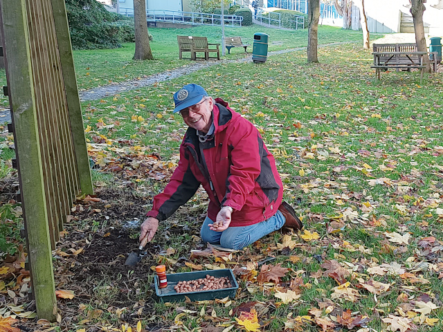 After the heavy rain from Storm Ciarán, there was a brief respite on Sunday 05 November 2023.  That provided the much needed opportunity for a small working party to visit the garden in Northwick Park Hospital and plant some purple crocus corms for the coming spring.