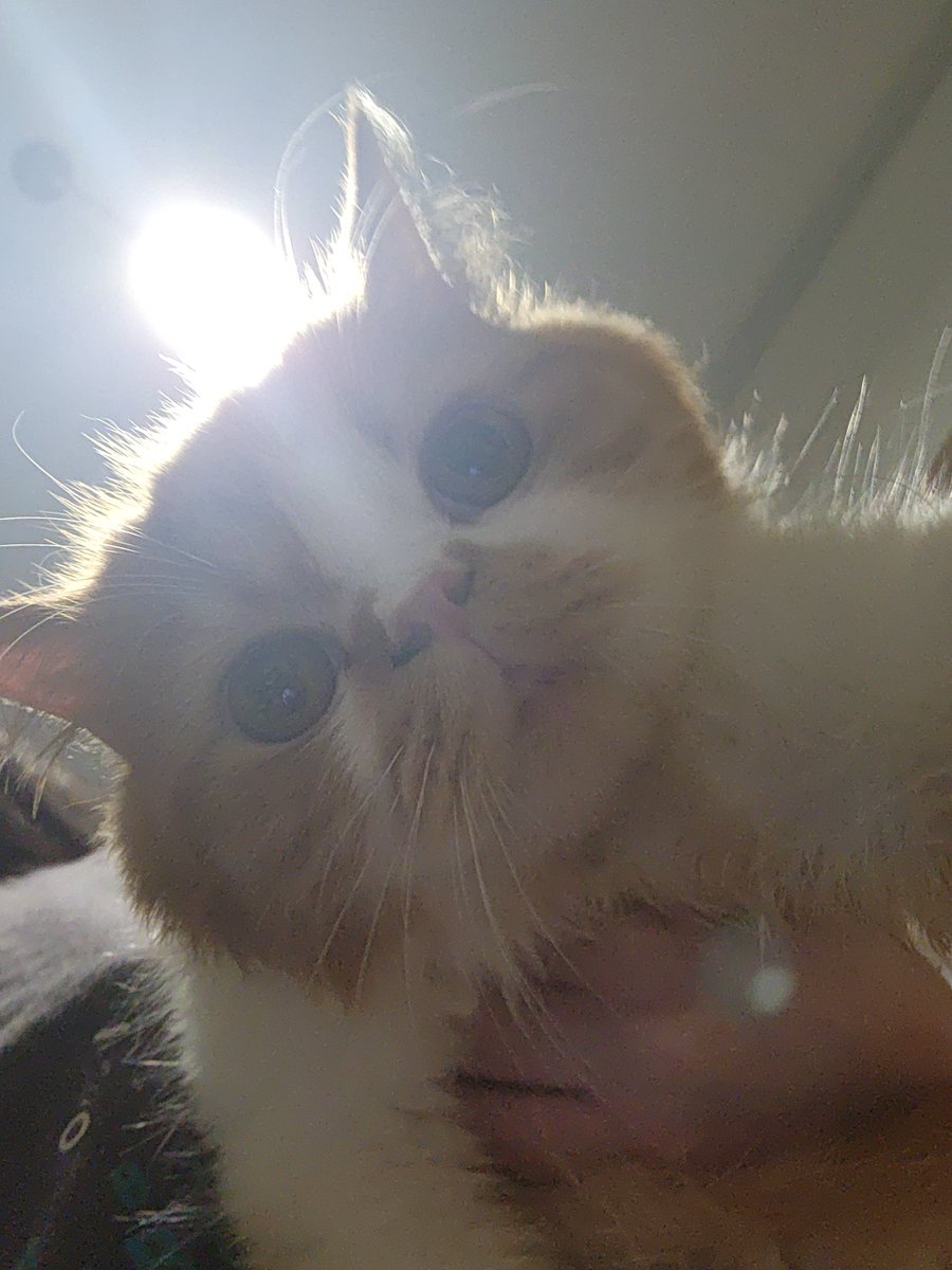 watz  wong  wif Mebal nose ?? am  just kitteys ,,,