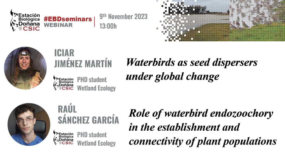 #EBDSeminars 🔸 Iciar Jiménez (@IciarJimM ) Waterbirds as seed dispersers under global change 🔸Raúl Sánchez @rausangar98) Role of waterbird endozoochory in the establishment and connectivity of plant populations 🗓️ 9th November, 13:00h 🔴youtu.be/Dvapq_1CPlM