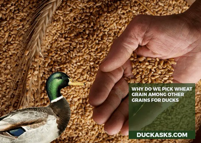 duck_asks's tweet photo. Are wheat grains good for ducks? In moderation, yes. Whole grains like wheat have more nutrients than bread. But variety is best - ducks need a diverse diet with veggies, birdseed, peas. Avoid too much processed food. Feed responsibly! #Duck #DuckAsks

https://t.co/EyK5y7wsVI https://t.co/kVUIz2wLzT