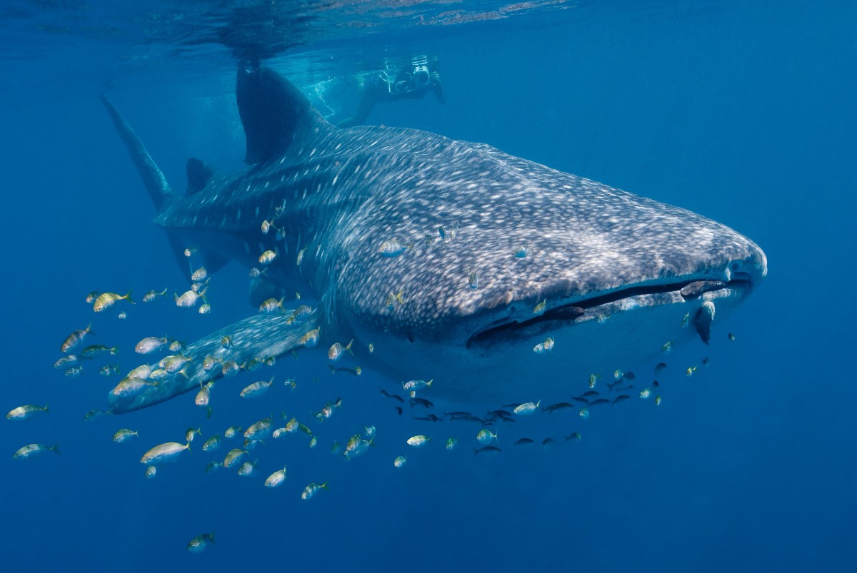 Isn't the Whale Shark a beautiful creature? ✨😍 This picture was captured in the Ningaloo Marine Park, part of our North West network. 🦈 📷 Credit: Erik Schlogl