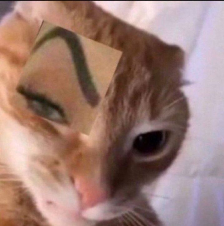 Blaze the Cat (@blazethekitten) on Twitter photo 