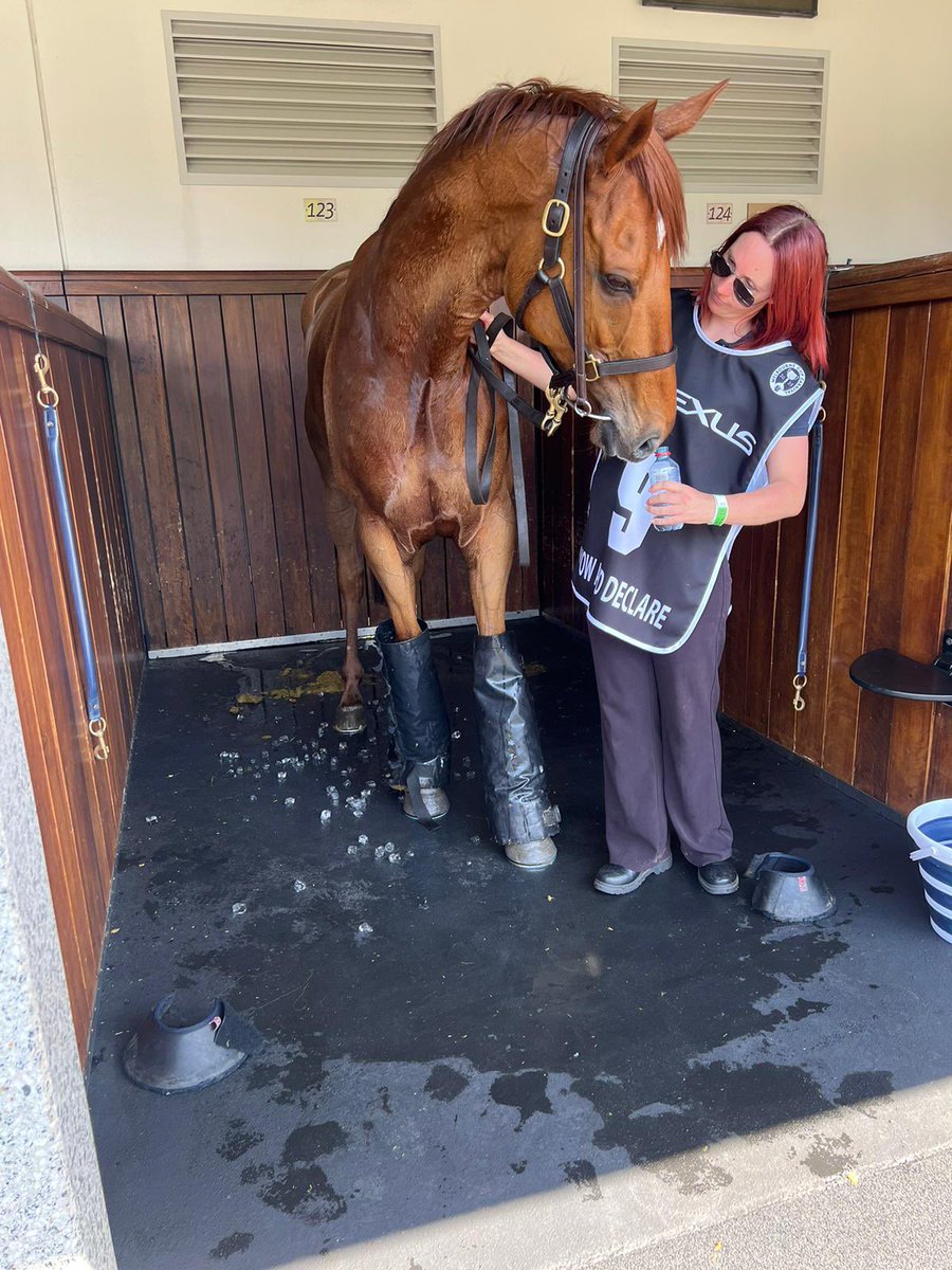 DOBrienRacing's tweet photo. You did us proud again Vow! What a marvel another Top 10 finish in the race that stops a nation. Love this horse. So honest, so brave, so him. Shout out to @TheBeeegan for a tremendous ride from barrier 19 #vowanddeclare #dannyobrienracing #ninth #fourtimer #legend @FlemingtonVRC https://t.co/FIXGEzPfdP