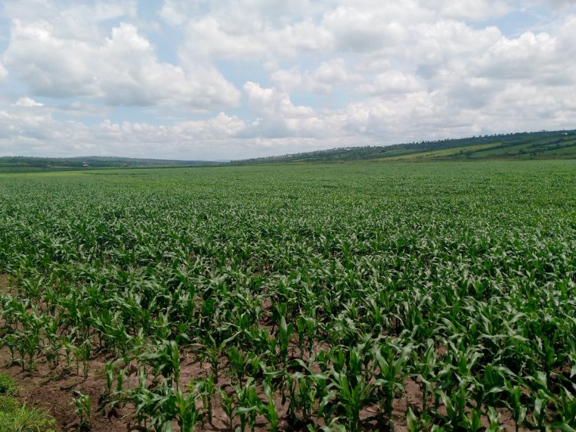 alphonse_eng's tweet photo. #RWANGINGO/NYAGATARE Irrigation Scheme is now green 👏 @RwandaAgri  @RwandaAgriBoard  @NyagatareDistr @HoReCo_Rw @KarangaziSector @KatabagemuS https://t.co/z2zVzNC5Wg