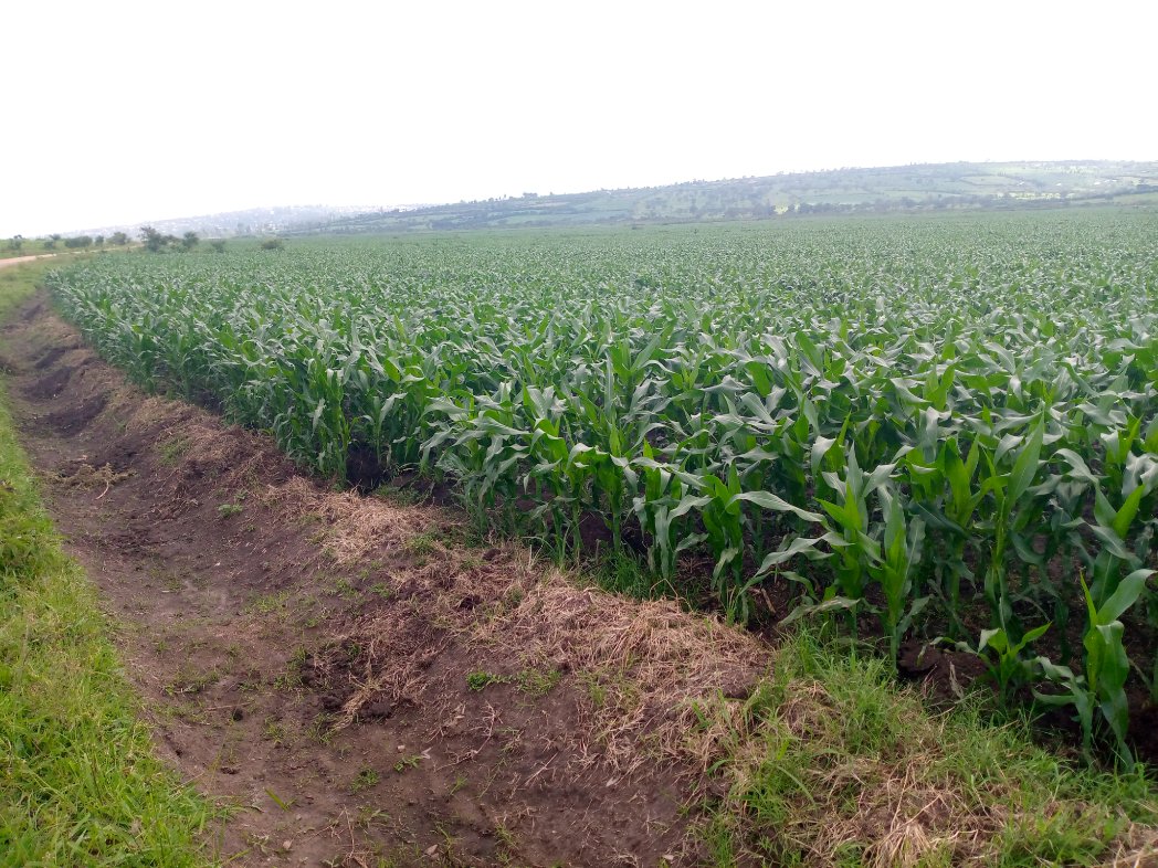 alphonse_eng's tweet photo. #RWANGINGO/NYAGATARE Irrigation Scheme is now green 👏 @RwandaAgri  @RwandaAgriBoard  @NyagatareDistr @HoReCo_Rw @KarangaziSector @KatabagemuS https://t.co/z2zVzNC5Wg