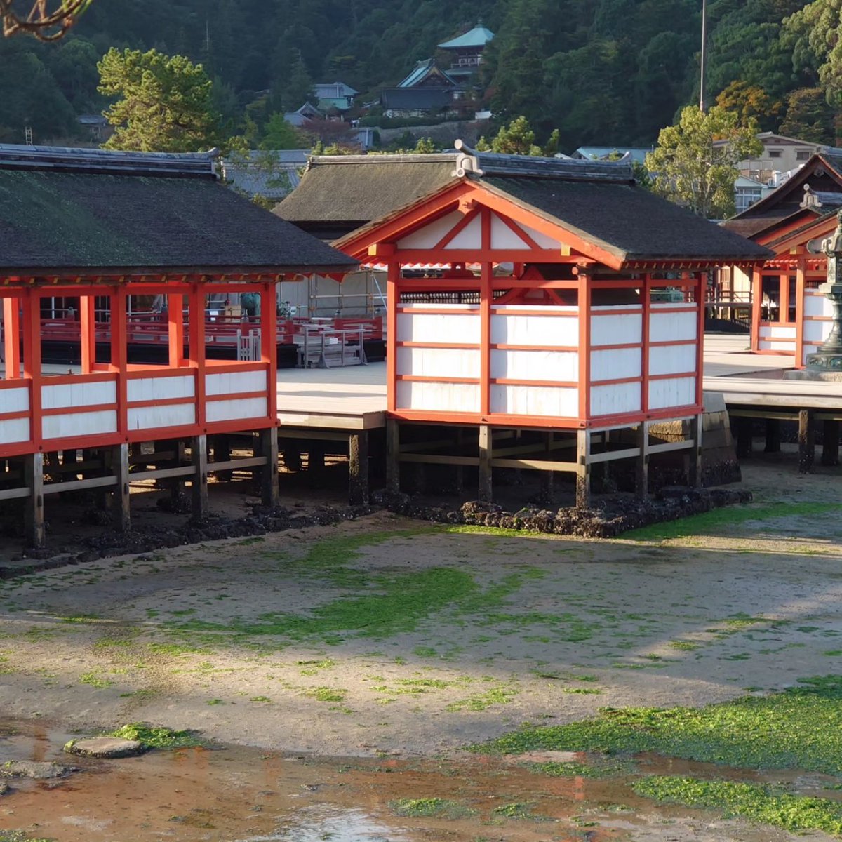 silver4869's tweet photo. 厳島神社周辺にて https://t.co/AwYkUkqRYq