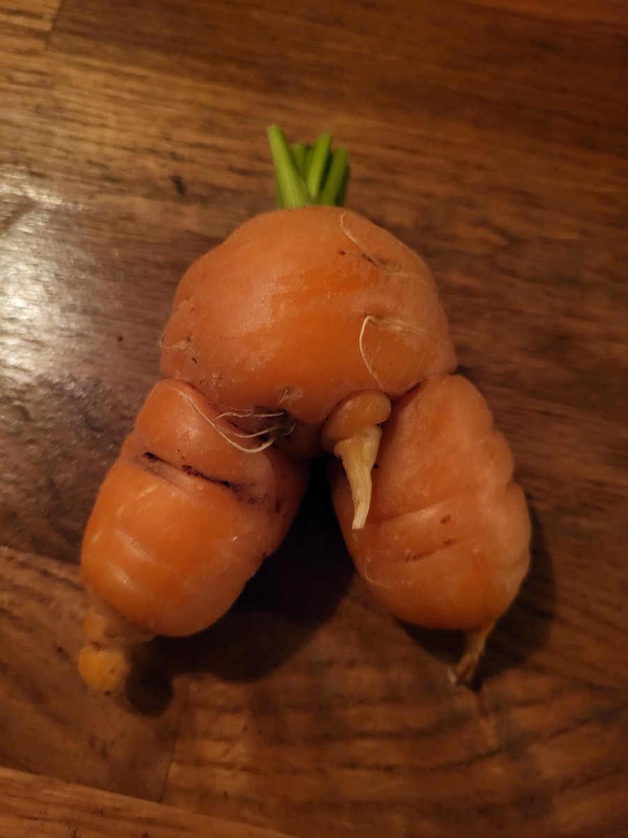 clairejowitt's tweet image. Homegrown ... posted without comment ... *someone* at Jowitt Towers is very pleased with this🥕#rudeveg #tinyjoys