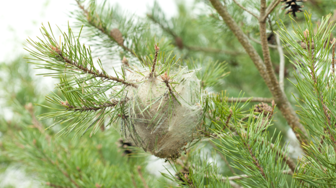 Tractament #fitosanitari amb #deltametrin a #LaGarriga contra la processionària dels pins la matinada del 8 de novembre, de 00h a 06h. 
Zones afectades a la descripció de la imatge. ⚠️Precaució⚠️
#SQM #EHS #fibromiàlgia #SFCem #SSC #SalutAmbiental