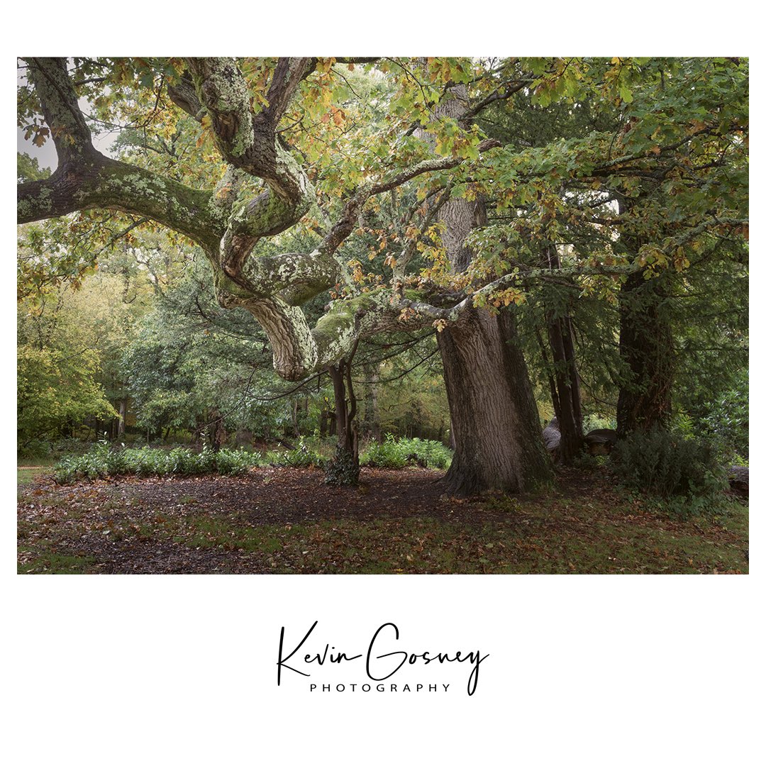 kevgosphoto's tweet photo. Oak Tree Staunton, Havant Hampshire 

#tree #trees #oak #havant #hampshire #green #autumn #autumnvibes🍁 #forest https://t.co/6aEfQUKUEd