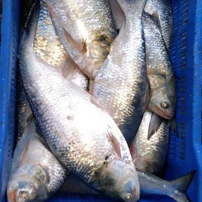 Jorge Alvarez tweet media