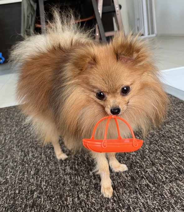 しゃなりしゃなりと歩いてきた 