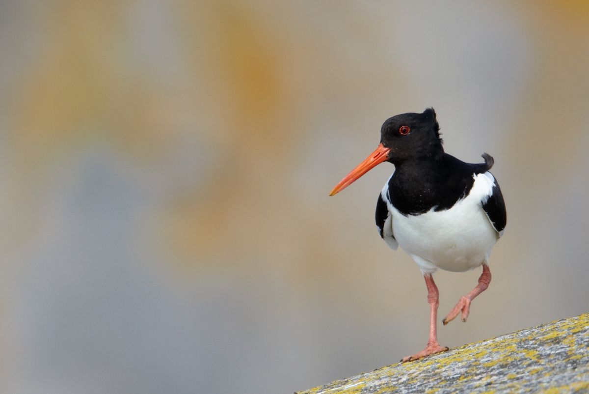 De campagne #WADdoejij maakt onderdeel uit van het meerjarige IKW-Waddenfonds project Wij&amp;Wadvogels. Met #WADdoejij willen de initiatiefnemers waddenliefhebbers bewust maken hoe belangrijk het is om vogels niet onnodig te verstoren. Bekijk hier tips: buff.ly/2Xl2T63