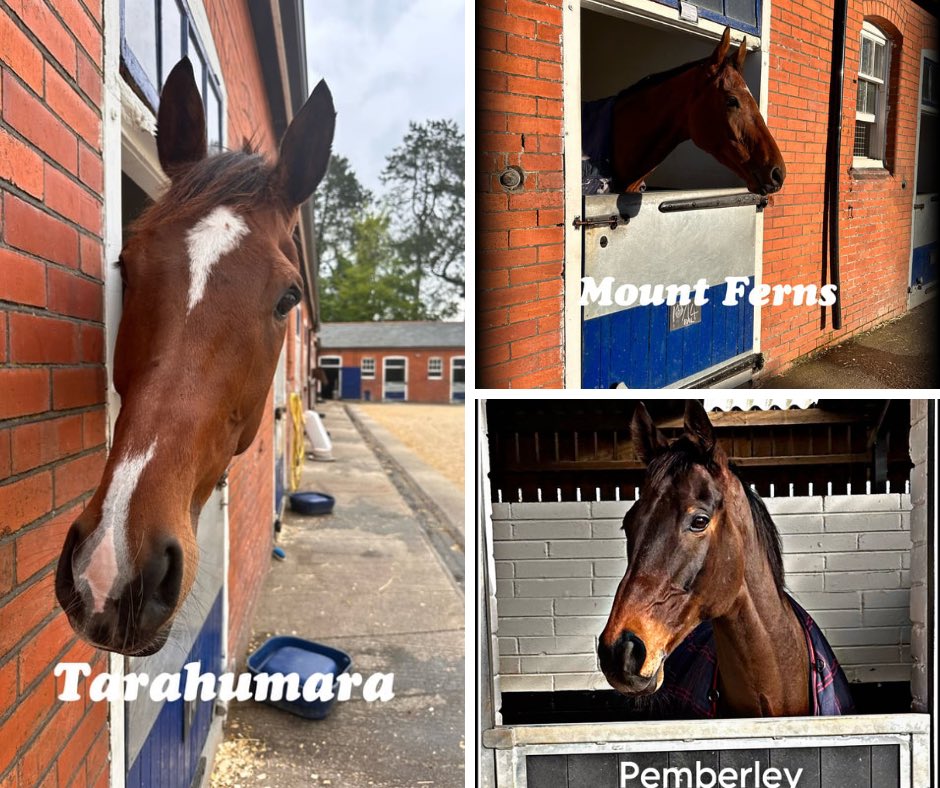 🐎 Tuesday Runner’s - Warwick 🐎 1.20 pm ➡️ Mount Ferns 2.30 pm ➡️ Tarahumara @tommy_bells rides both 4.15 pm ➡️ Pemberley @Joe_Anderson17 rides #TeamLavelle#goodluck 🍀 🐎