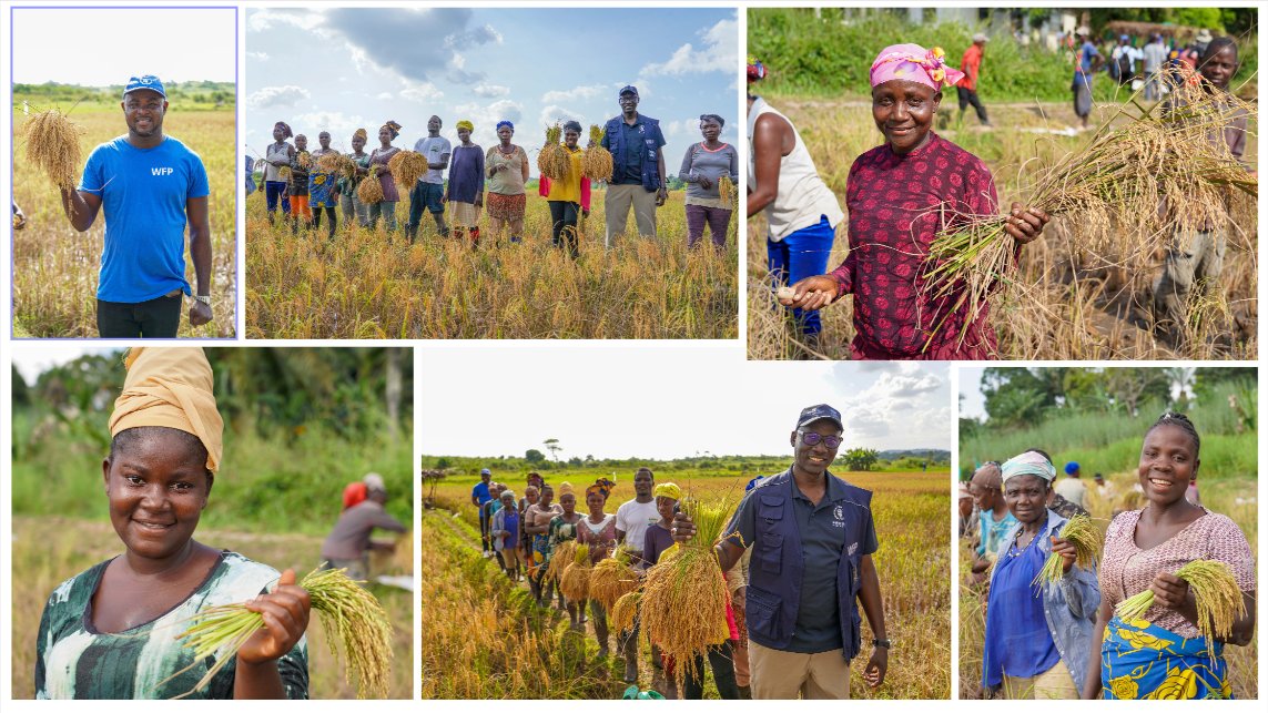 🌾It's a harvest moment in #Liberia!👇🏿

@WFP developed rice fields and provided tools, training and food for work.

Together, we're improving food and nutrition security for vulnerable communities. #HarvestingHope #ZeroHunger