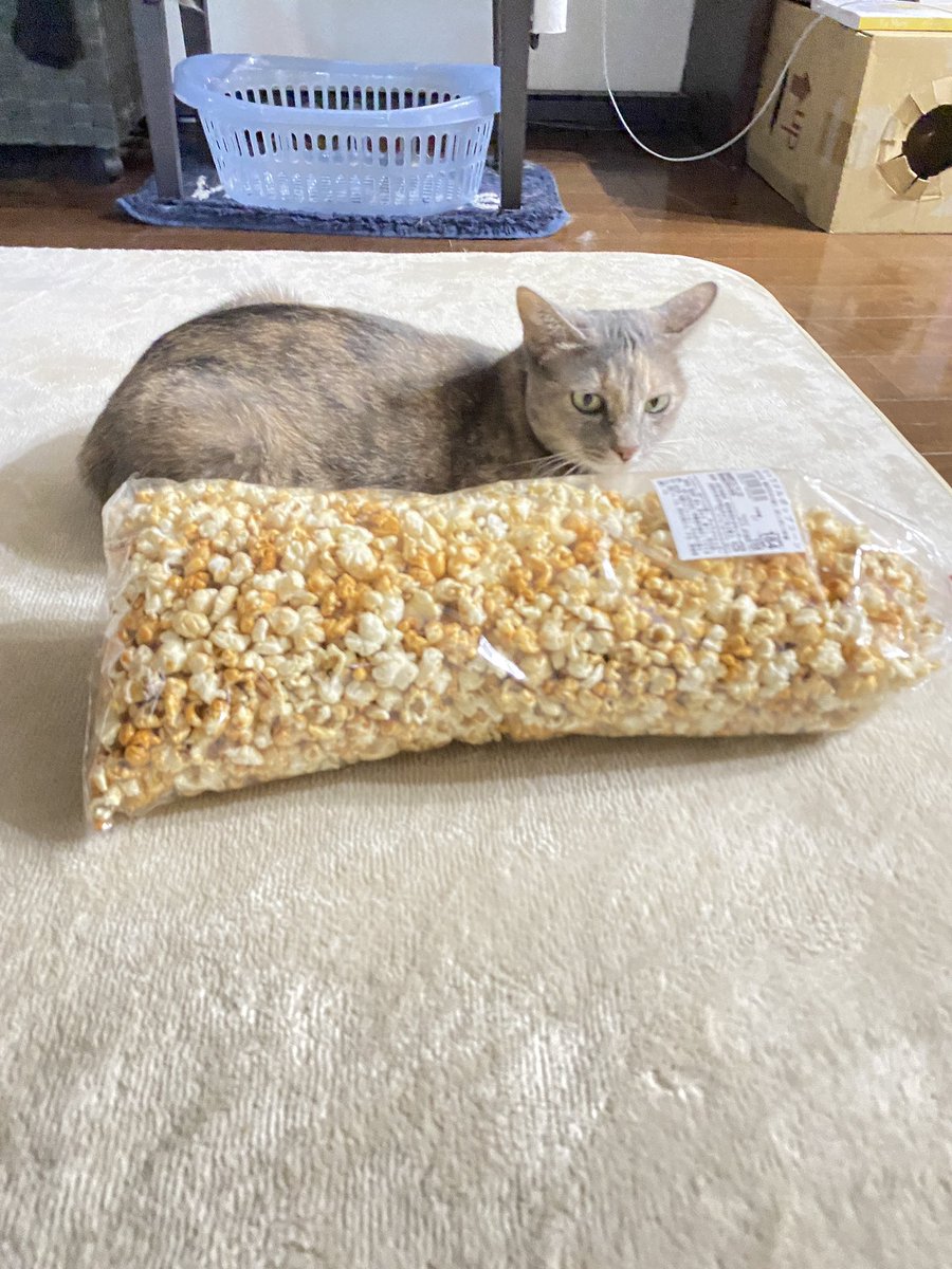 peruruch's tweet photo. ポップコーンと🍿 https://t.co/HuTEdmu7Qs