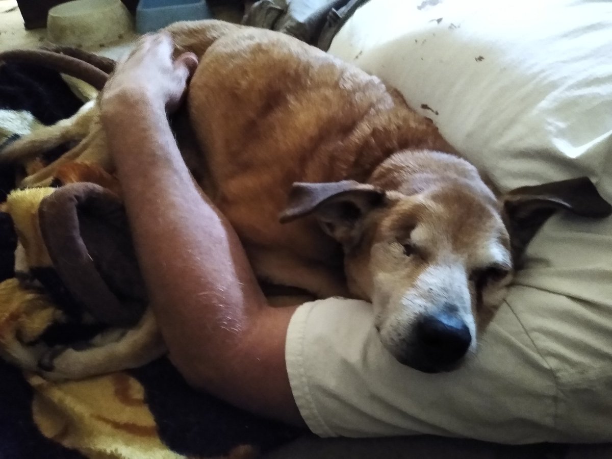 squirrel_bd's tweet image. We lost our Little Guy Hansel. 😢
He was 15 when we rescued him so we knew we didn't have much time together. But this feels like too soon. 
We miss you so, our special one eyed character who licked everything.
Good night sweet prince and flights of angels sing thee to thy rest.