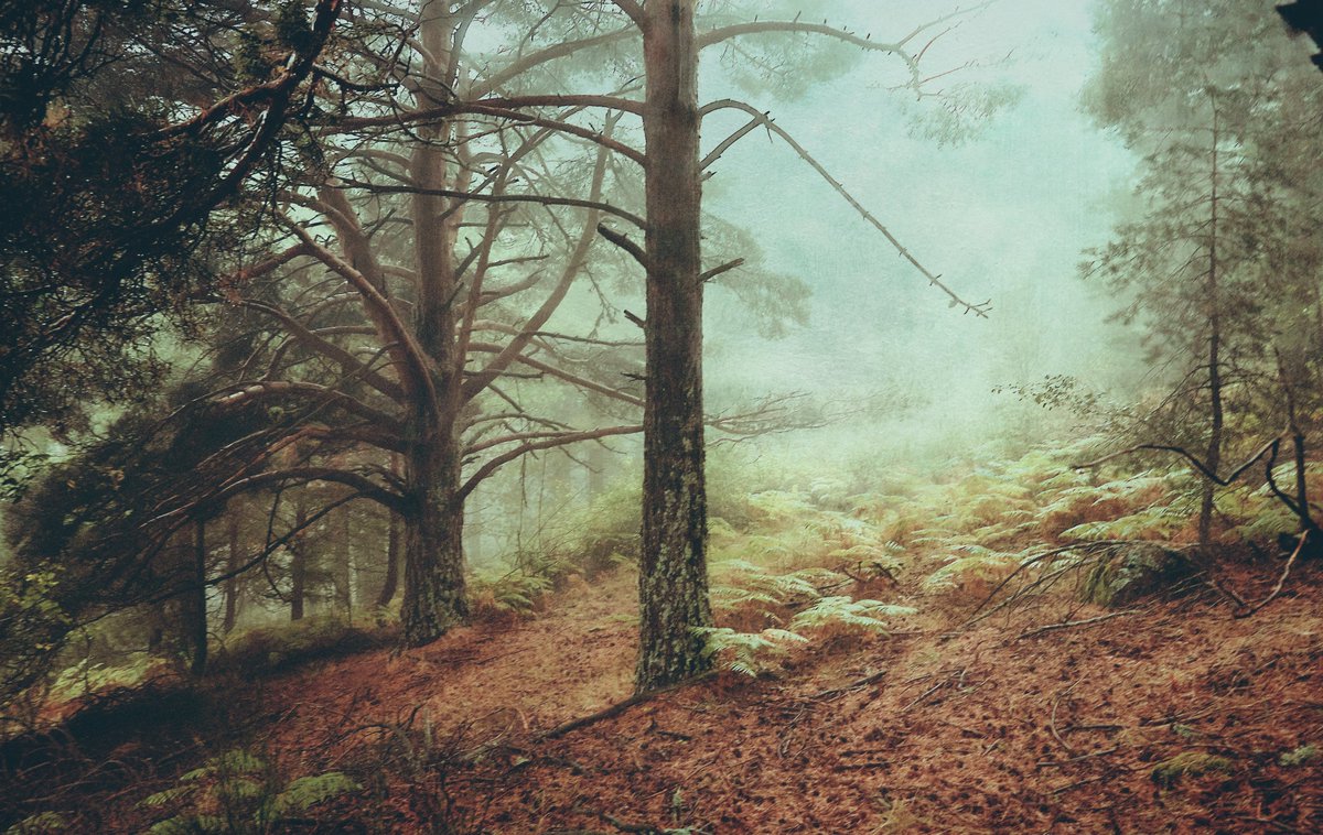 louisiruela's tweet photo. Moody photographs of misty mornings.
Nature caught in the act. https://t.co/5yKJgAmLXa
