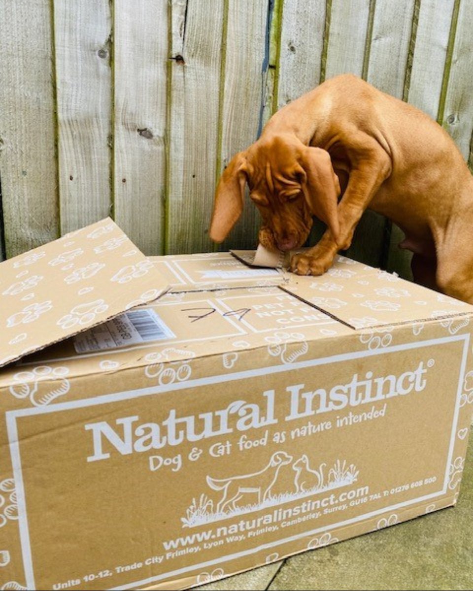 NIrawpetfoods's tweet image. Rory just can&apos;t wait to open his delivery 💚

📸 Rory

#RawDogFood #Rawvolution #RawFeeding #RawFedDog #DogsOfTwitter