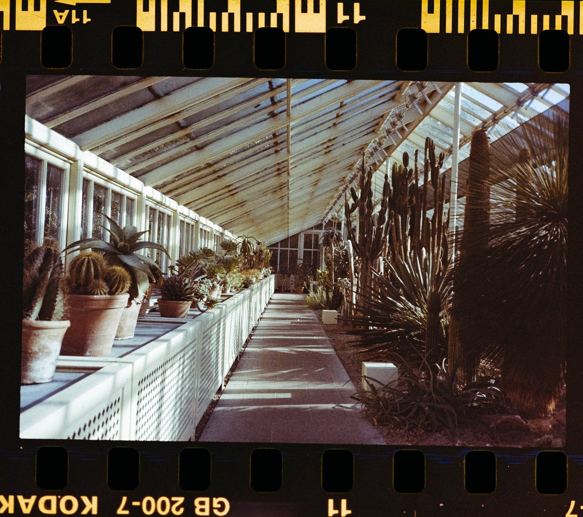 dublin botanic gardens

📸 #olympusmjuii
🎞️ #kodakgold200
.
.
.
#kodakprofessional #kodakmoments #kodakgold200 #35mmfilm #filmisnotdead #filmwave #shootitwithfilm #filmcommunity #shotonfilm #shootfilm #filmphotographer #thefilmcommunity #filmphotography #negativelabpro