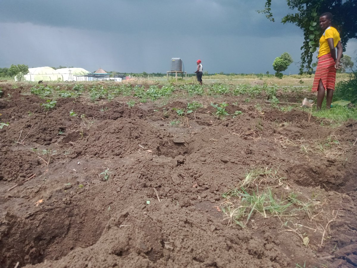 Olosida's tweet photo. It's a rainy season and we're preparing on the onset of any upcoming droughts. Preparing water holding pockets for our forages as they grow. https://t.co/wn3LFwQzKj