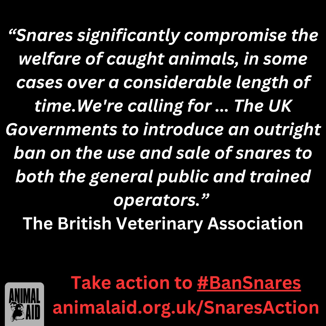 Snares banned in Wales! Snares under consideration for a ban in Scotland! We need a countrywide ban on snares – take action straight away and let’s show politicians that only a commitment to #BanSnares will do! ➡️animalaid.org.uk/SnaresAction 🦊 🦡 🐇