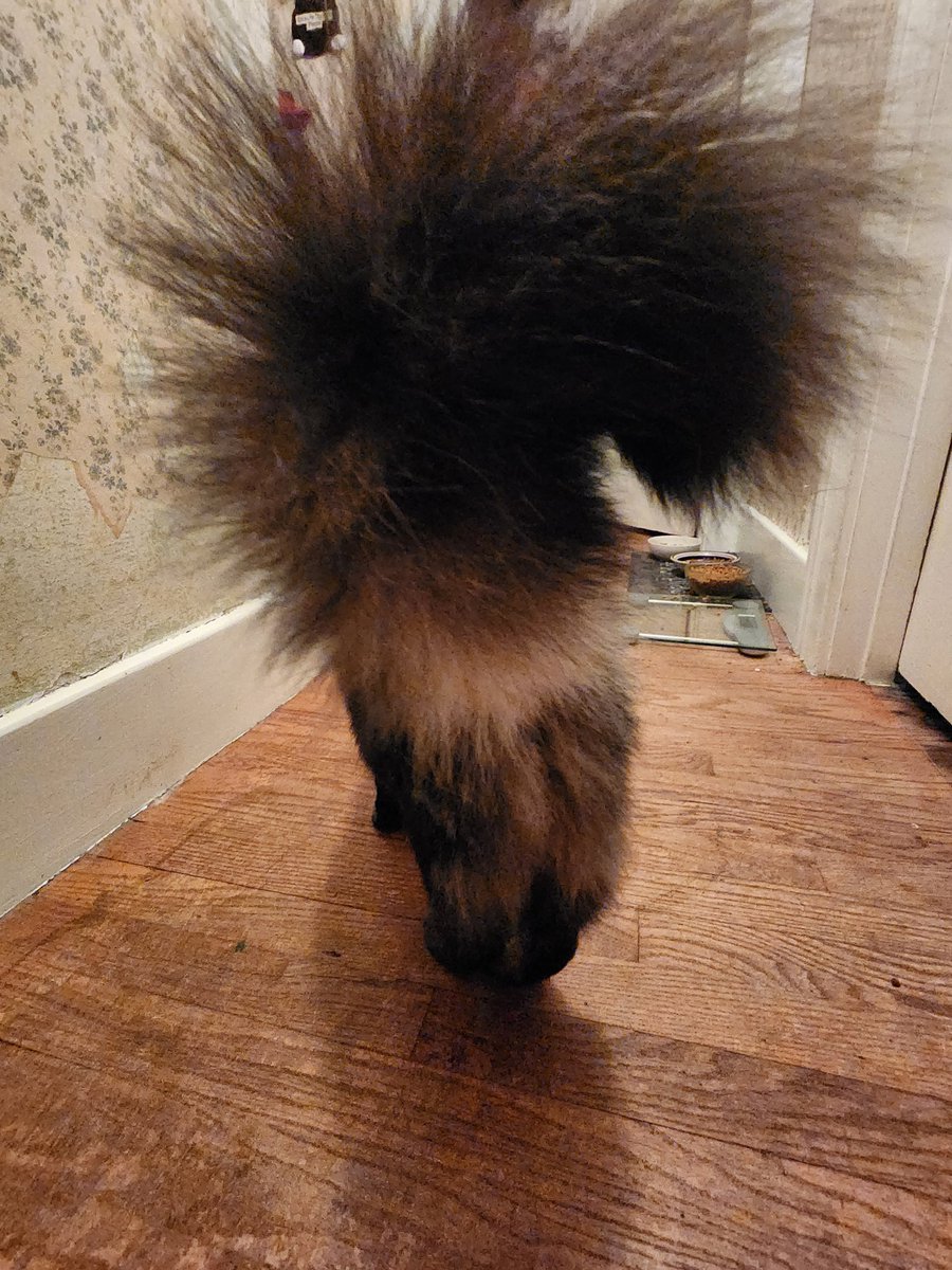 SudoNimh's tweet photo. @audballcaudball @Andy18512371 @cutigs1 @CassieJFox @oakgiraffes @Angus_The_Bold Thanks Audrey. Docious has quite a tail. https://t.co/0nRFjfoVkA