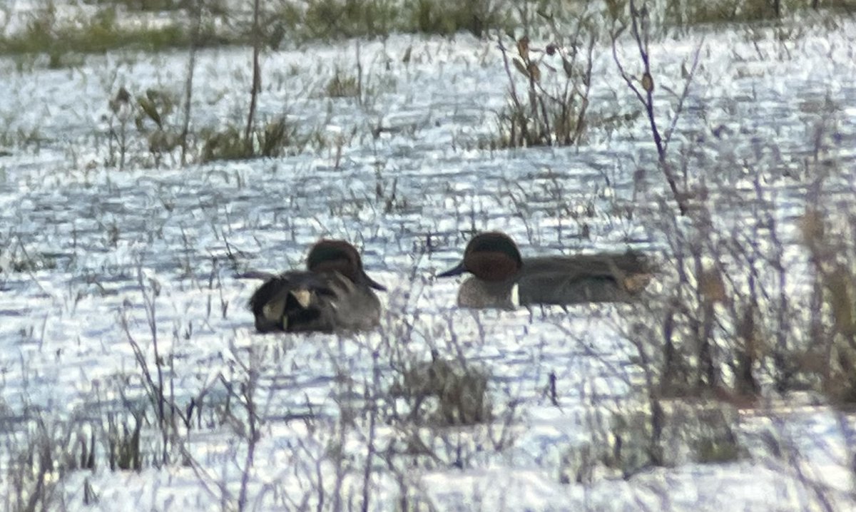DarbyBug's tweet image. Had to work for the Green-winged Teal at #Marshside - still on Rimmers, halfway between Hesketh Road and Nels hide