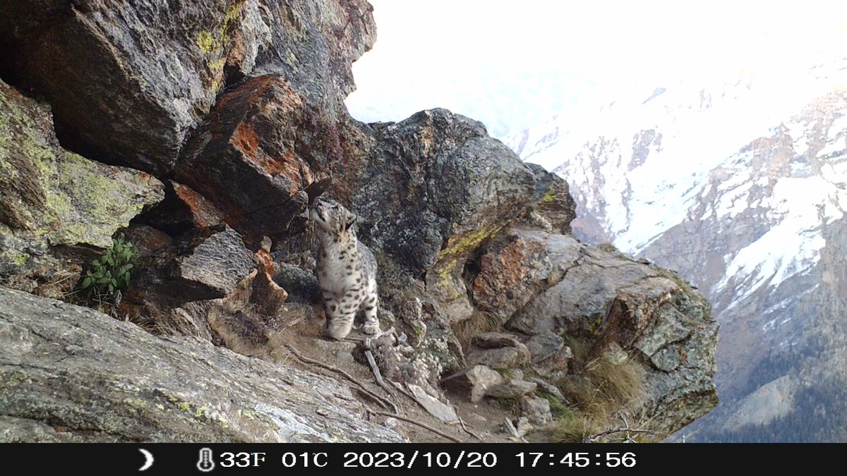wildlifejk's tweet photo. First ever pictures (Captured through Camera Traps) of Snow Leopard from Padder, the fringe area of Kishtwar High Altitude National Park
@diprjk @OfficeOfLGJandK @moefcc https://t.co/C0wzH4SJgK