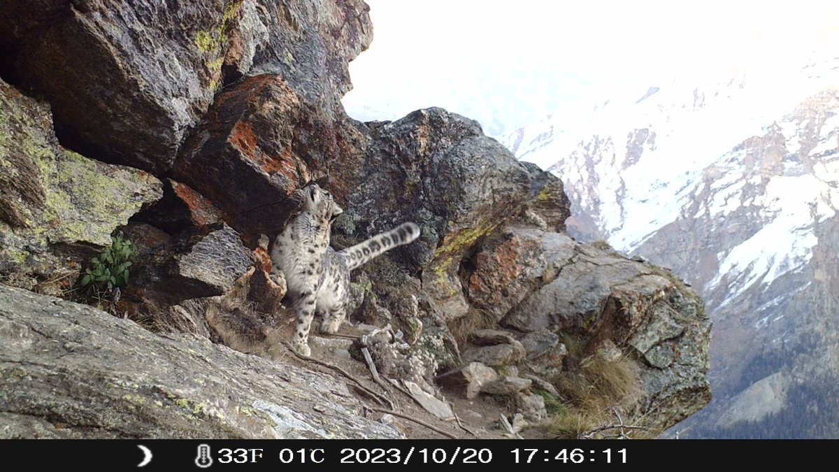 wildlifejk's tweet photo. First ever pictures (Captured through Camera Traps) of Snow Leopard from Padder, the fringe area of Kishtwar High Altitude National Park
@diprjk @OfficeOfLGJandK @moefcc https://t.co/C0wzH4SJgK