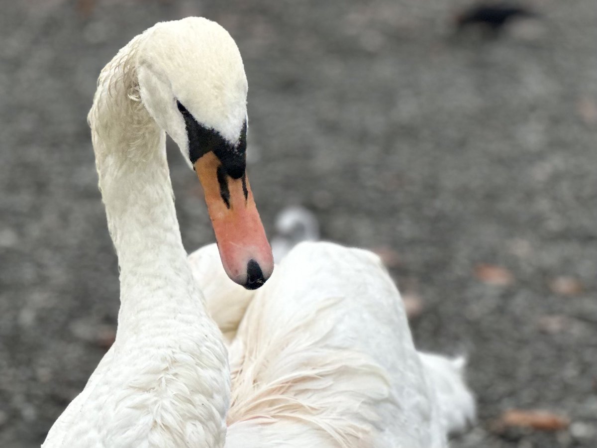 The swans seem very tame here. Must be well fed. #windermere #swan #NaturePhotography #birdphotography