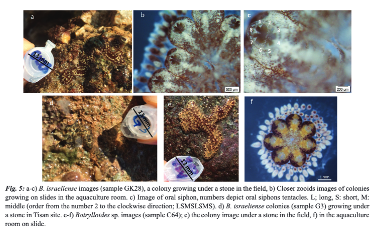 MeditMarSci's tweet photo. KARAHAN, A., TEMIZ, B., ÖZTÜRK, E., DOUEK, J., &amp; RINKEVICH, B. (2023). Seven ascidian (Tunicata) species from the North Eastern Mediterranean. Mediterranean Marine Science, 24(3), 545–557. DOI: https://t.co/qaOnTxfjJ9
#Botryllid #ascidians #Didemnum #Polyclinum https://t.co/c6Tui2fdVx