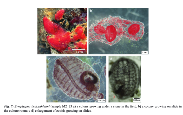 MeditMarSci's tweet photo. KARAHAN, A., TEMIZ, B., ÖZTÜRK, E., DOUEK, J., &amp; RINKEVICH, B. (2023). Seven ascidian (Tunicata) species from the North Eastern Mediterranean. Mediterranean Marine Science, 24(3), 545–557. DOI: https://t.co/qaOnTxfjJ9
#Botryllid #ascidians #Didemnum #Polyclinum https://t.co/c6Tui2fdVx
