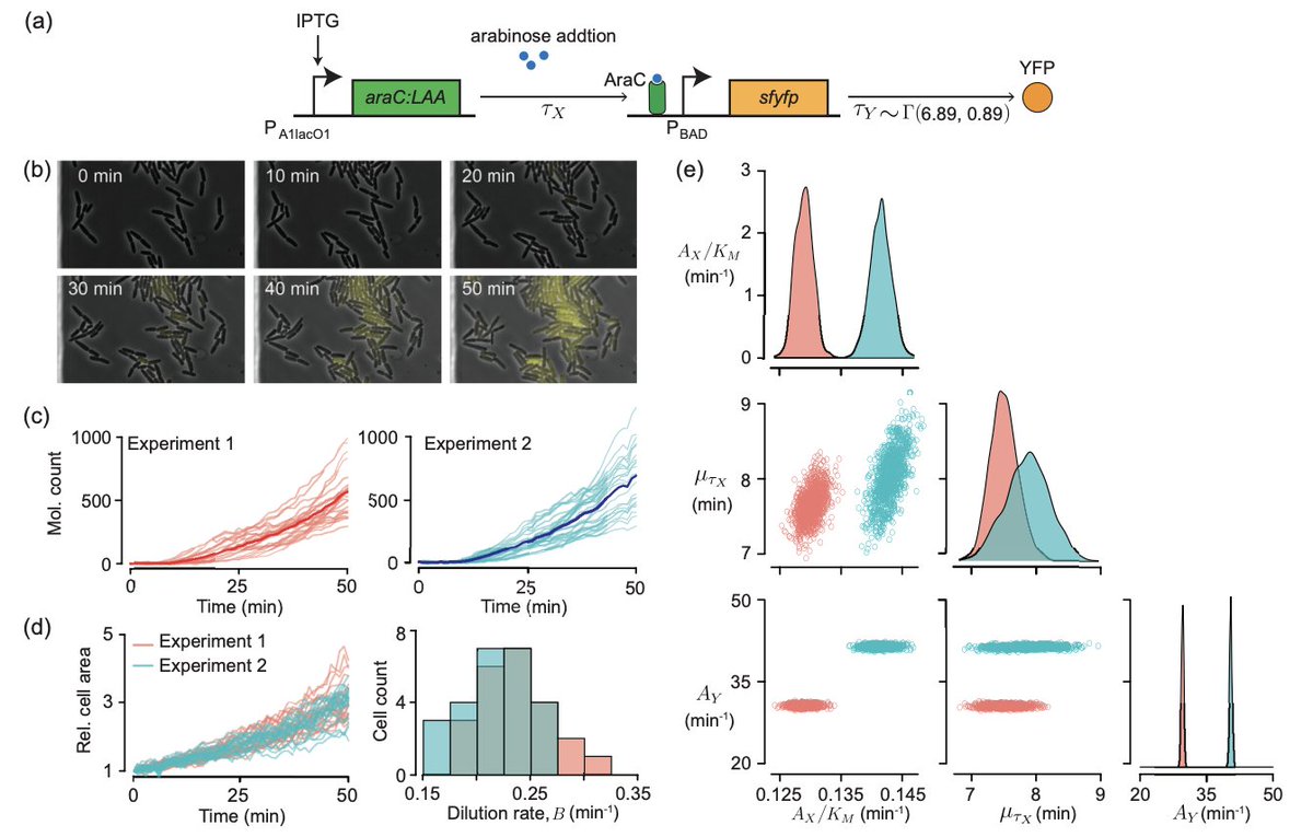 umichkim's tweet photo. Thrilled to introduce our recent work
"Inferring delays in partially observed gene regulation processes" . We've crafted a  method to infer the hidden kinetics of gene regulation in partially observed processes. 

https://t.co/NXjlT95sUq https://t.co/87NNw0IZN3