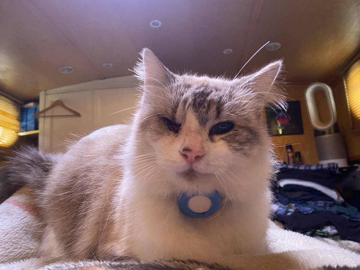 AuthorAndyhm's tweet photo. Good morning Hooman, it is time to get up and adore your living goddess. 
#shipscat 
@TillyMcReese @AlbaZevon @zivafey @femfightfan81 @HotGirlDoinStuf @LilithValeNYC https://t.co/n6vx7rv2ma