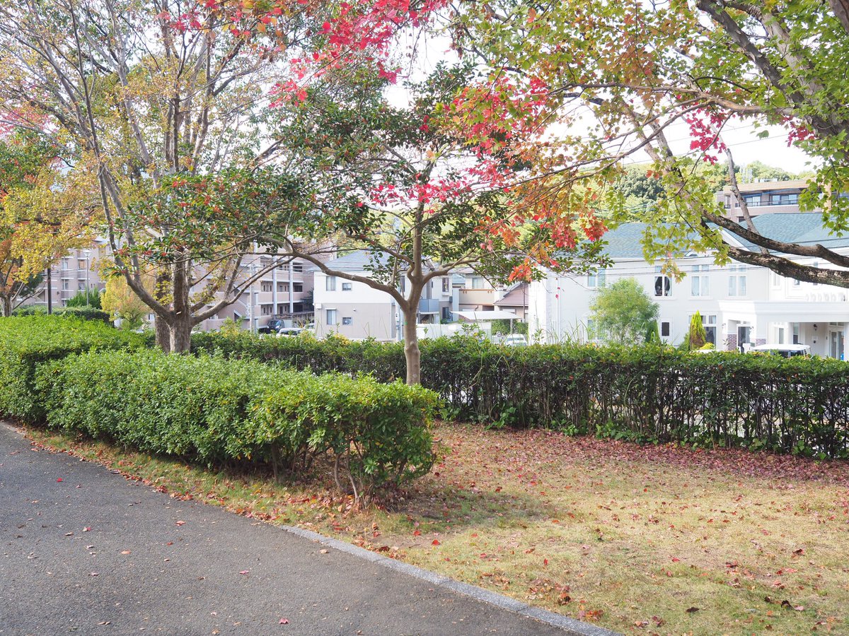 OliveTheHome's tweet photo. You can enjoy autumn colours when you come @OliveTheHome .
#InterGenerationalCareHome #nursingHome #Nursery #Fukuoka #福岡市 https://t.co/N7xHostti3