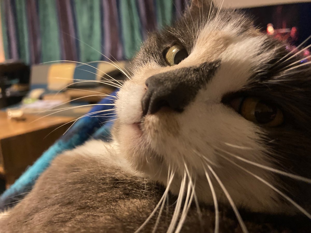 It’s all a bit much at the moment but this little face reminds me to chill the fuck out and pat a cat.