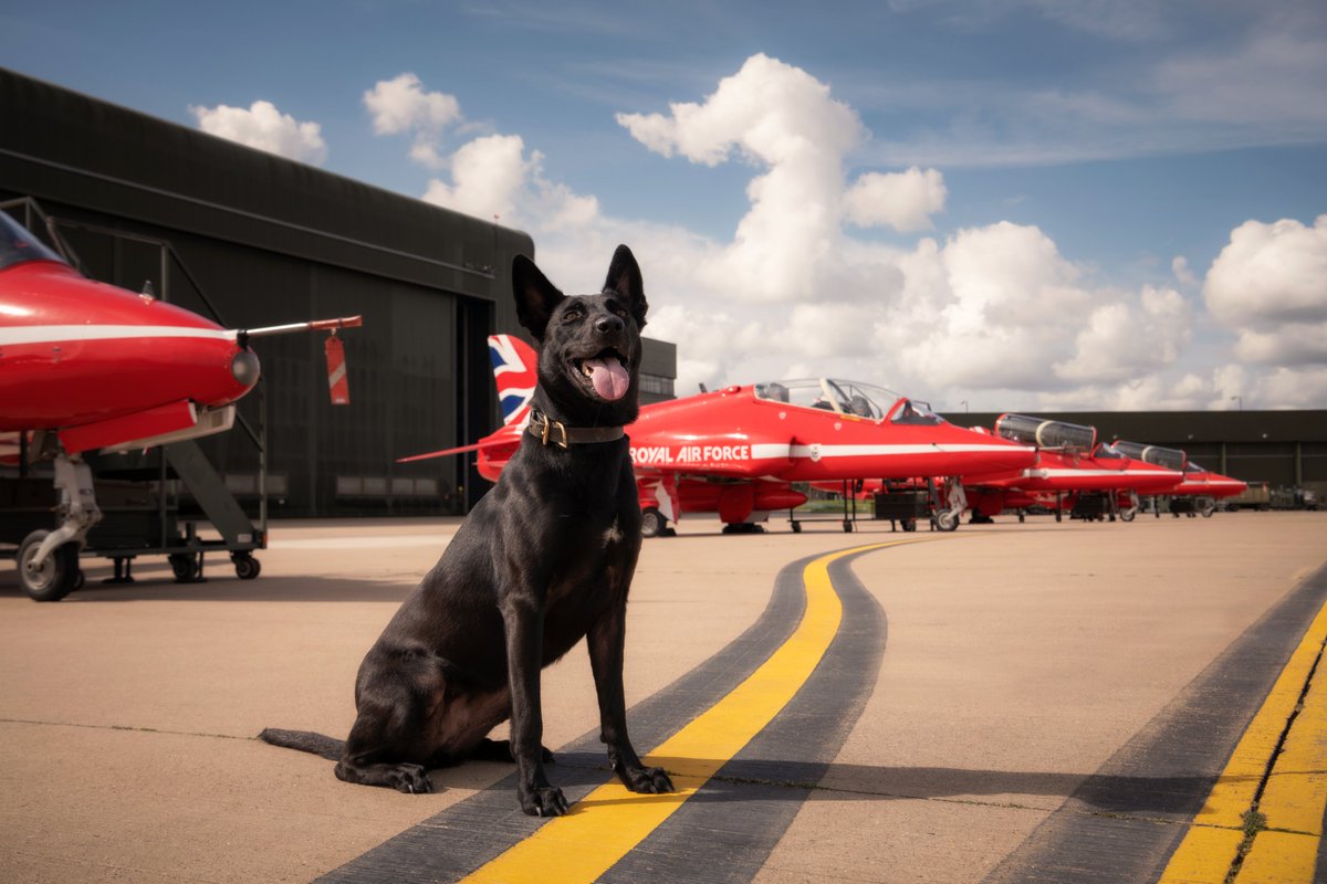 Back by popular demand… it’s the 2023 Lincolnshire Police Dog Calendar! @LincsPoliceK999 

The dogs (and handlers) have been hard at work to not only fight crime, but to show you Lincolnshire’s landmarks.

1/2