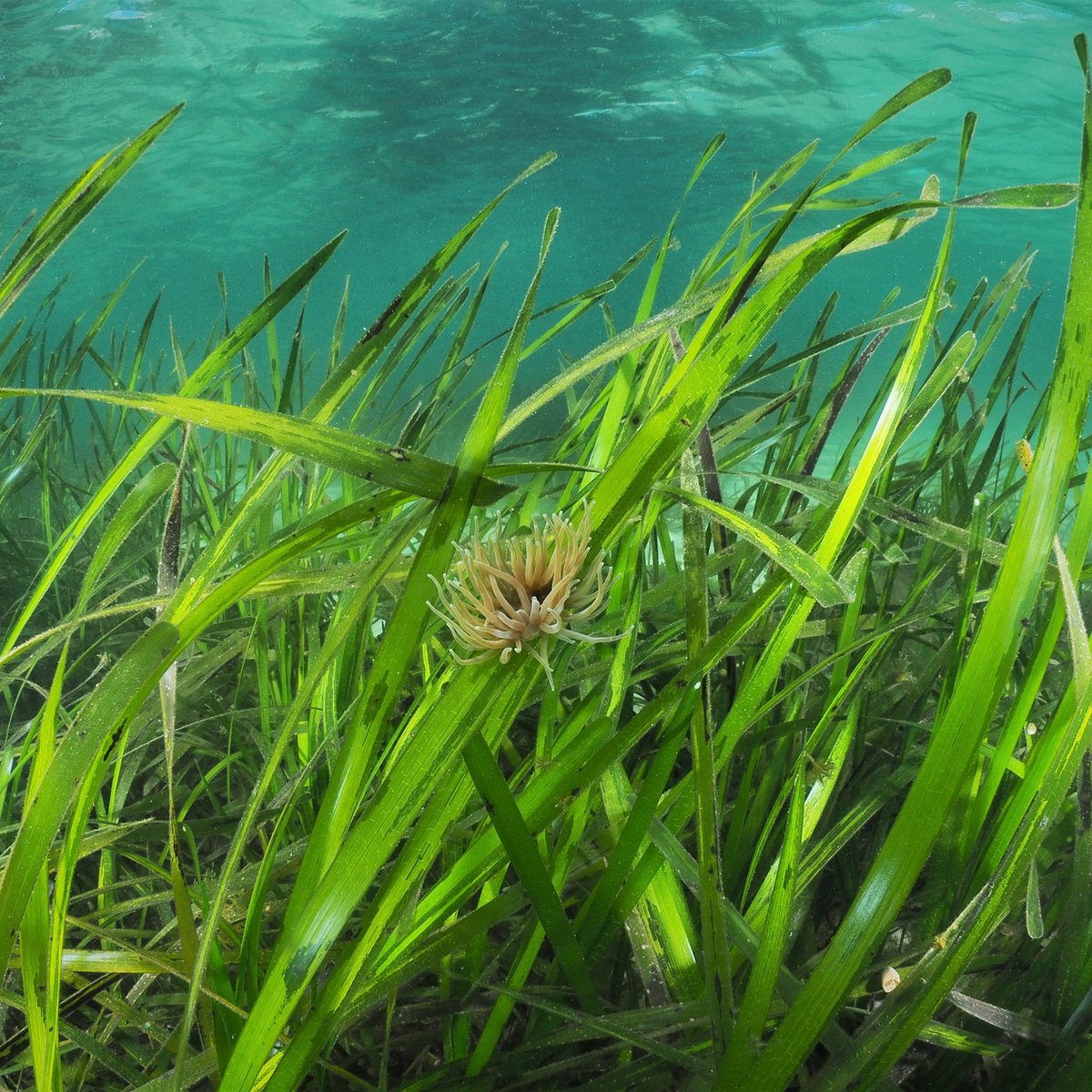 Are you attending the UK #Seagrass Symposium this week?🌿 Our Chair @TonyJuniper will give the keynote and our @EULIFERemedies team will be speaking on panels including seagrass ecology and threats and protection. See the programme: oceanconservationtrust.org/app/uploads/UK… #UKSS23 @OceanCTrust