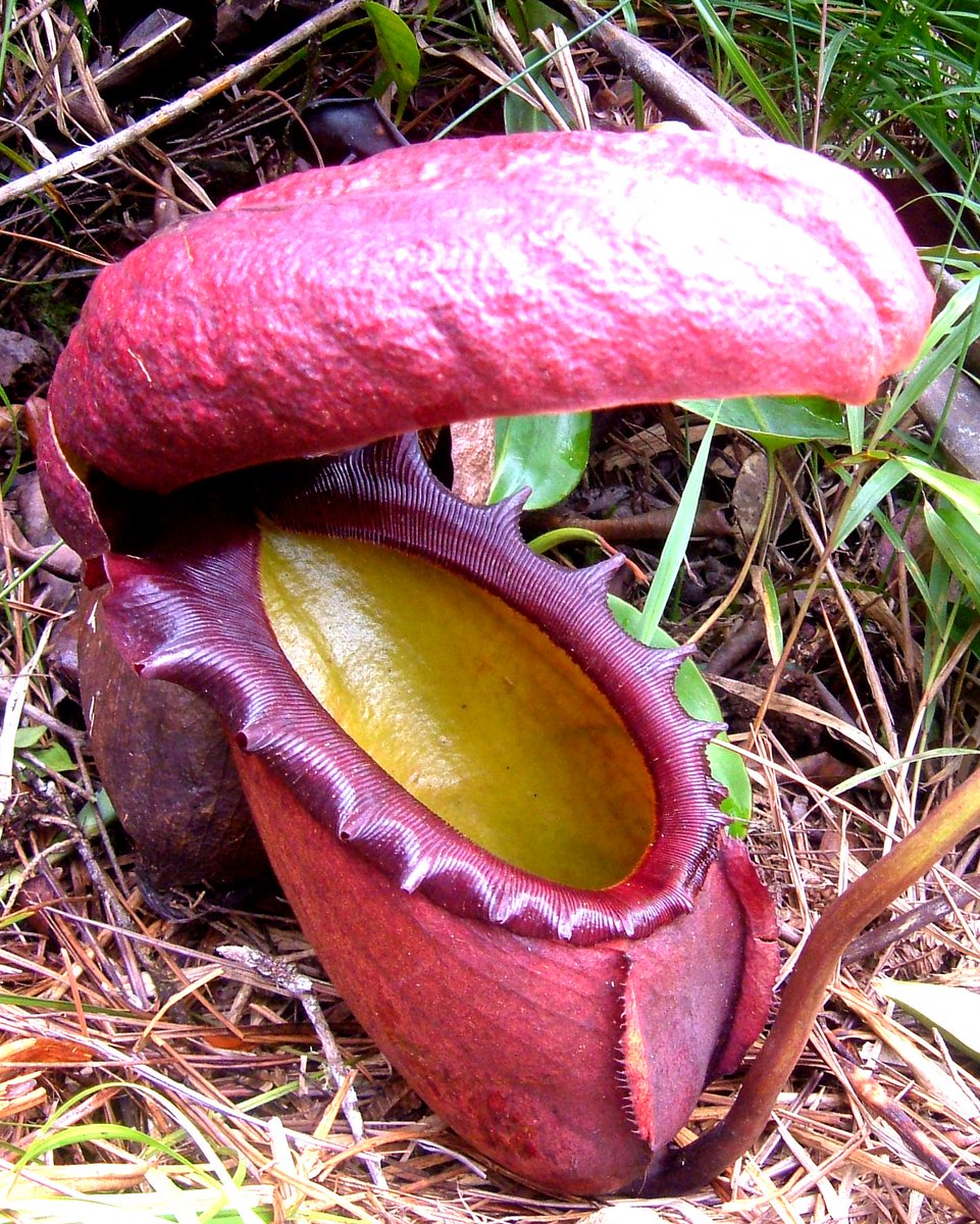 StrangeXScience's tweet photo. Carnivorous Colossus of the Canopy—The King of Pitchers Exposed!

Deep in the heart-stopping heights of Borneo's misty mountains lurks a GIANT among giants—the legendary Nepenthes rajah! Locals whisper of its mammoth maws, gaping wide like gates to another dimension, where insects check in... but they don't check out! 😱

These aren't your grandma's flytraps! We're talking about the BIG LEAGUES of bug munchers, folks. The king pitcher plant, or as science boffins call it, Nepenthes rajah, is Mother Nature's own mega-jug, slurping up anything that dares to take the plunge.

You won't believe the SIZE of these bad boys—pitchers the size of footballs, packed with a digestive doom-juice that could turn any creepy-crawly into plant pâté!

Perched at 8700 feet, where the air's as thin as the hair on a balding bonobo, these carnivorous chompers are making a KILLING out of, well, killing!

 The jaw-dropping jugs double as toilets for tree shrews, in the wildest waste exchange program ever witnessed! Talk about a pot to pee in!

In a TWISTED turn, this royal ravenous relic is itself on the brink! The 'King Pitcher' is endangered, folks—its kingdom shrinking faster than a snow cone in the Sahara.

Conservationists are in a frenzy, eco-warriors on edge, and the black market's going bonkers for these colossal cups of carnivorous chaos.

So, there you have it, folks! The Nepenthes rajah—nature's own voracious vessel, living large and in charge, way up in the clouds! Remember, you heard it here first—where the news is always juicy, and the plants... well, they're just plain hungry!